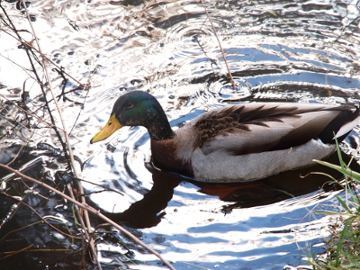 [Side top-down view of the mallard in the water. Its back has a design where the dark feathers in the center fan out into the lighter colors.]